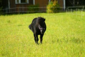 img-20170902-wa0006