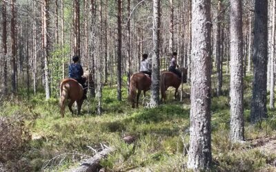 Maastoratsastusta upeissa kangasmaastoissa