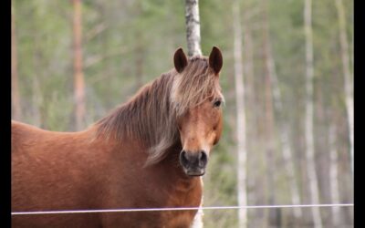 Hevosten vuokrausta puoliylläpitoon