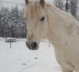 Loppiaispäivän koko perheen metsäretki